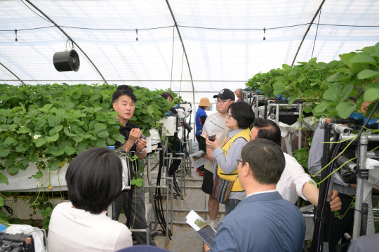 논산시가 지난 21일 농업인의 소득 보장을 위해 고심 끝에 개발한 '딸기 LED 단동형 다단재배'시범사업 평가회를 성공적으로 마쳤다. 논산시 제공