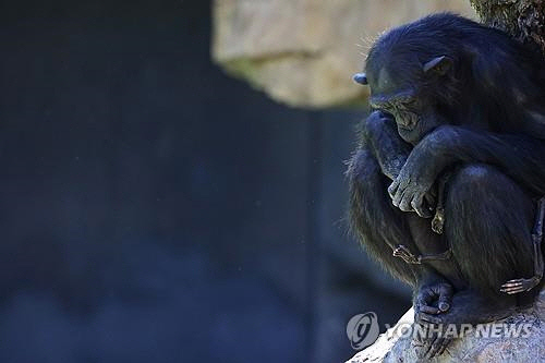 지난 16일 스페인 발렌시아 주 비오파크 동물원에서 죽은 새끼의 시신을 3개월간 데리고 다니는 침팬지 나탈리아가 바위 위에 앉아있다. [로이터(발렌시아)=연합뉴스]