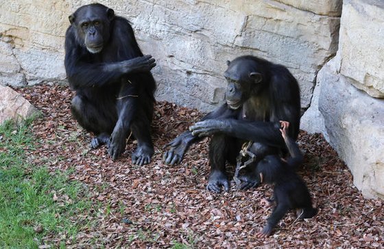스페인 발렌시아 주 비오파크 동물원의 침팬지 노엘리아(왼쪽)의 새끼인 칼라(오른쪽)가 죽은 아기를 수개월 동안 품고 있던 침팬지 나탈리아(가운데)를 위로하고 있다. 로이터=연합뉴스
