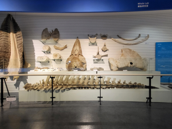 장생포고래박물관에 전시 된 다양한 고래의 뼈.