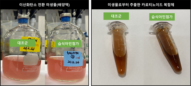 이산화탄소를 먹이로 사용해 생산한 카로티노이드 추출물. 한국에너지기술연구원