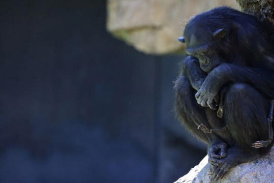 스페인 동물원에 살고 있는 침팬지 나탈리아가 죽은 새끼의 시신을 품에 안고 있는 모습. 로이터 연합뉴스