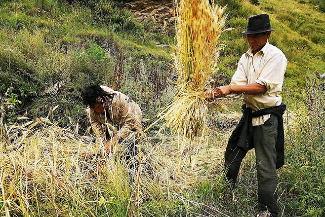 험준한 산세 속에서 칭커를 경작하여 수확하는 티베트인들