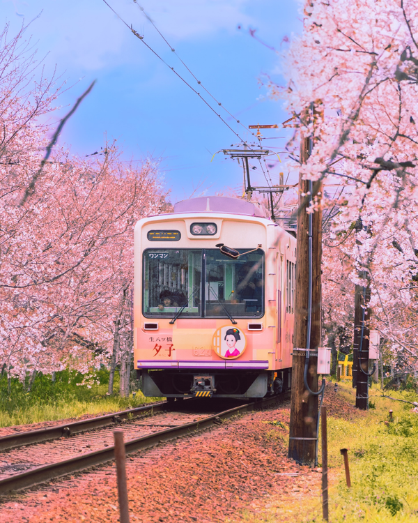 벚꽃 시즌과 라마단 기간이 맞물린 4월 방일 외국인 관광객 수가 304만2,900명으로 집계됐다. 사진은 일본 교토 / 송요셉 기자