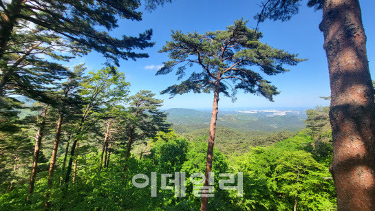 대관령 소나무숲길 전망대 전경. (사진=동부지방산림청 제공)