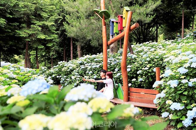 수국과 편백나무가 아름다운 '성림원/사진-보성군