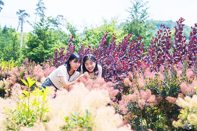 수국과 편백나무가 아름다운 '성림원/사진-보성군