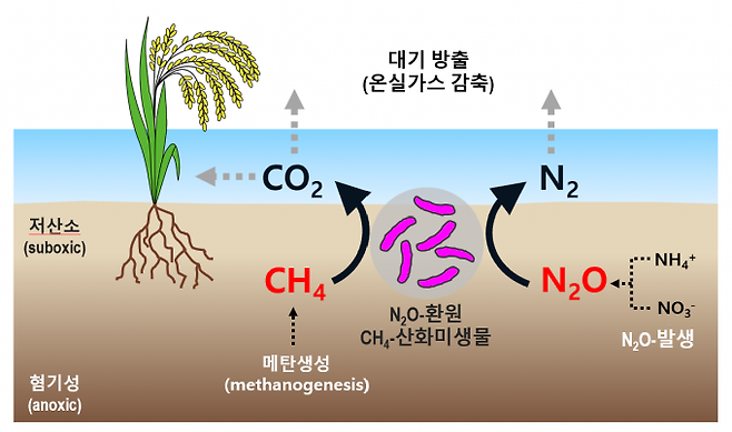 환경생태계에서의 단일 미생물에 의한 메탄산화 및 아산화질소환원 과정을 나타낸 모식도. 한국연구재단 제공