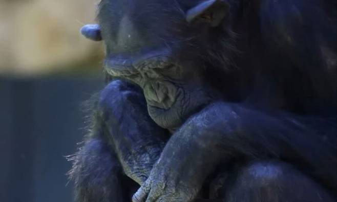 스페인 발렌시아의 비오파크 동물원에서 나탈리아라는 이름의 어미 침팬지가 죽은 새끼의 시신을 3개월여 동안 안고 다니고 있다. 미국 시비에스(CBS) 유튜브 갈무리