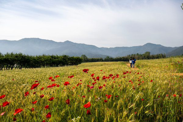 충의공원 호밀밭을 찾은 여행객이 탐방로를 걷고 있다. 초록 물결 사이 붉은 개양귀비꽃이 선명하다.