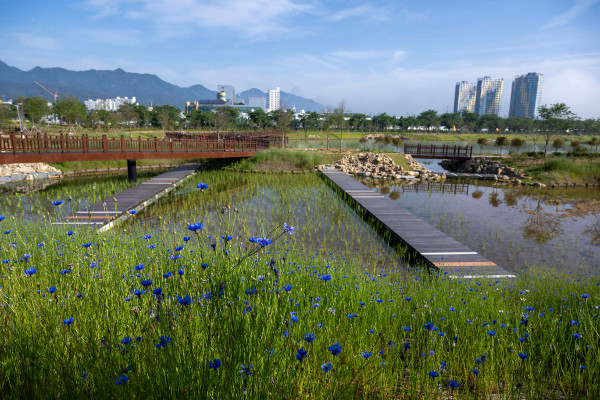 파란색 수레국화가 피어 있는 뚝방생태공원.