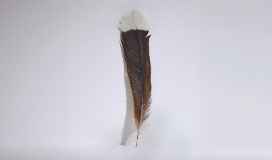 멸종된 뉴질랜드 토착 새 후이아의 깃털. 뉴질랜드 경매사 ‘웹즈’ 홈페이지 캡처