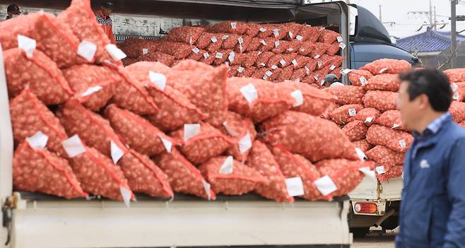 지난 22일 오전 제주 서귀포시 대정읍 일과리 대정농협 유통센터에서 농협 관계자들이 올해산 마늘을 수매해 처리하고 있다. [연합]