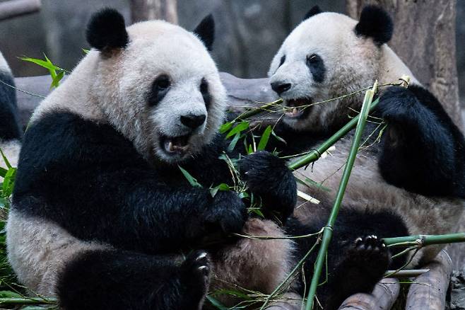 중국 충칭시의 한 동물원에서 자이언트 판다들이 음식을 먹고 있다. (사진=AFP)