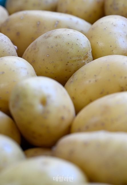 고령지농업연구소에서는 트랜드에 맞는 감자 신품종 개발에 한창이다. 가장 최근에 개발된 골든에그는 마지막 실증을 마치고 농가 보급을 기다리고 있다. ⓒ데일리안 배군득 기자