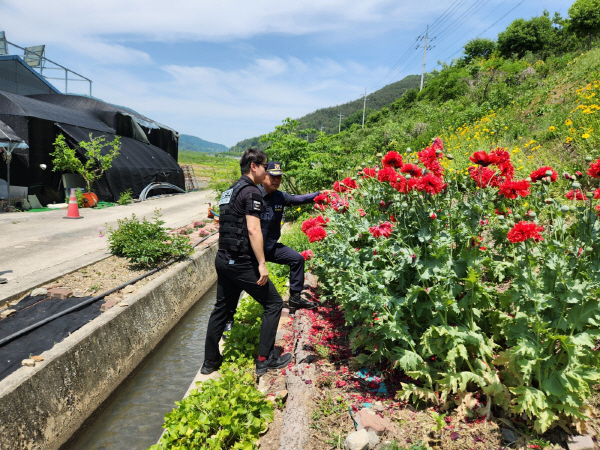 지난 23일 경남경찰청 드론순찰대가 경남 의령군 한 농로 주변에서 불법 재배 중인 양귀비를 확인하고 있다. 경남경찰청 제공