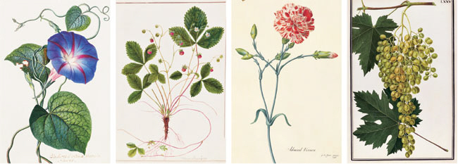 보태니컬 일러스트레이터 바비 앙겔의 손에서 되살아난 찰스 다윈이 관찰한 식물들. (왼쪽부터) 나팔꽃, 딸기, 카네이션, 포도 덩굴.  다산북스 제공