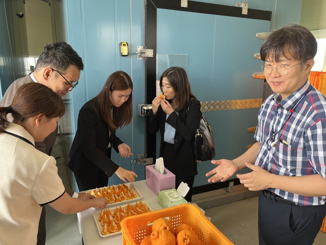 싱가포르 식품청 관계자들이 우리나라 능동형 CA 저장고에서 130일째 저장된 한라봉을 시식하는 모습. 농진청