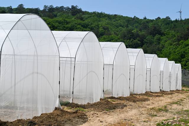 강원도 감자종자진흥원은 진딧물을 통해 감자 바이러스를 방제하기 위해 망실재배를 통해 씨감자 원원종-원종을 생산한다. 공동취재단