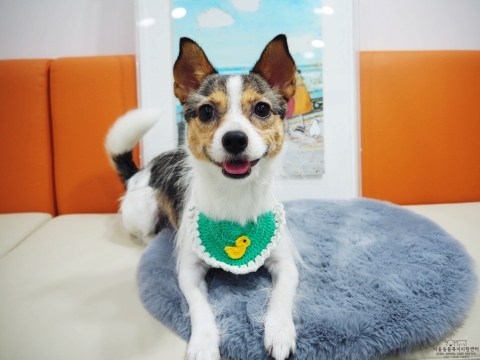 정금이가 서울동물복지지원센터 마포에서 가족을 기다리고 있다.(서울동물복지지원센터 제공) ⓒ 뉴스1