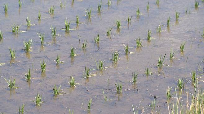 철원에선 올해부터 쌀 감산을 위해 전국 최초로 ‘부분휴경제’를 실시하고 있다.