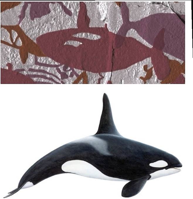 반구대 암각화 고래 그림과 범고래.
