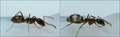 카페인을 투여하기 전(왼쪽)과 투여 후(오른쪽) 아르헨티나 개미의 모습. 카페인을 투여받은 개미는 미로를 더 효율적 방법으로 빠져나가는 것이 관찰됐다.  독일 레겐스부르크대 제공