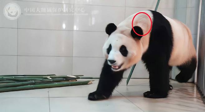 중국판다보호연구센터가 25일 웨이보에 푸바오 영상을 공개했는데, 일부 누리꾼은 탈모로 의심되는 증상이 보인다고 지적했다 (사진=중국판다보호연구센터 웨이보 영상 캡처)