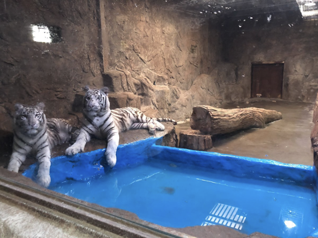 대구 수성구에 위치한 한 실내동물원. 이곳은 운영을 중단한 수개월간 동물을 사실상 방치하고 있다는 문제가 제기되는 곳이었다. 최근 이곳 동물들을 인수할 동물원이 나타났다. 동물복지문제연구소 어웨어 제공
