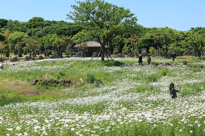 제주시 조천읍 교래리 돌문화공원을 찾은 입장객이 데이지 꽃밭을 산책하고 있다. [연합뉴스]