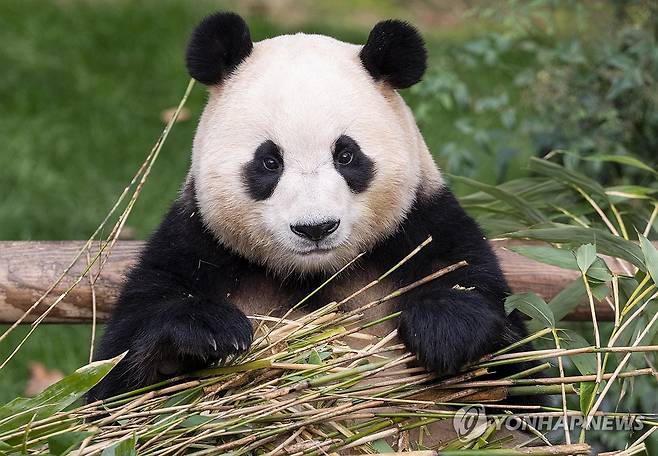 자이언트 판다 푸바오 (서울=연합뉴스) 지난 3월 3일 한국에서의 일반 공개 마지막 날 '푸바오'의 모습. 2024.3.27 [삼성물산 리조트 부문 제공. 재판매 및 DB 금지] photo@yna.co.kr