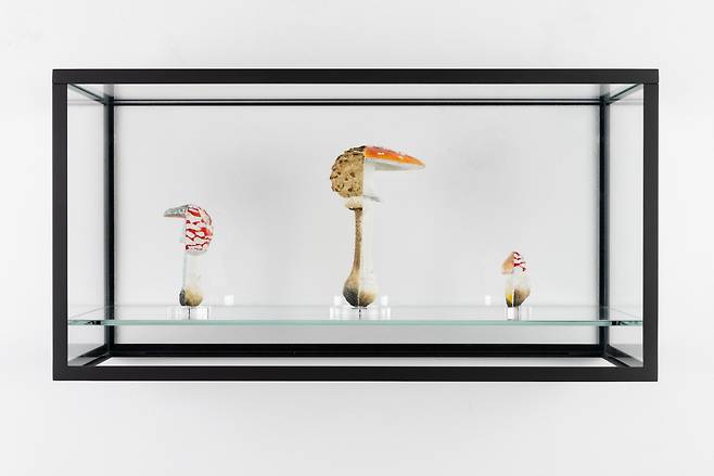 "Double Mushroom Vitrine (Threefold)" by Carsten Holler (Courtesy of Massimodecarlo)