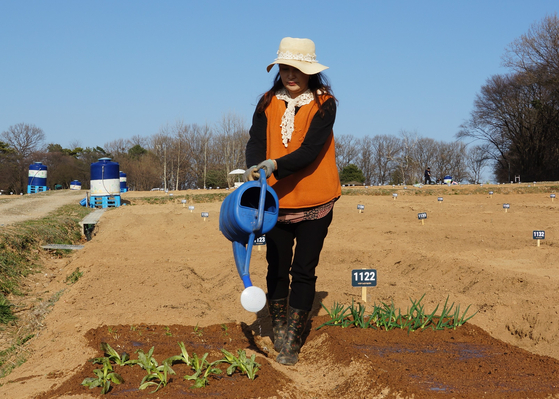 Suwon citizen Kim Young-hwa waters her newly planted seedlings at the Suwon Tap-dong Citizen's Farm. [KIM JU-YEON]