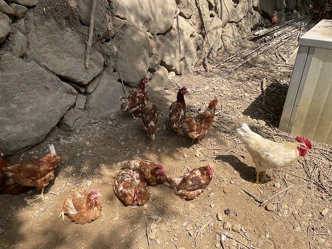 22일 오후 경남 합천의 로가닉파크 농장. 방사된 닭들이 일광욕을 즐기고 있다. 전새날 기자
