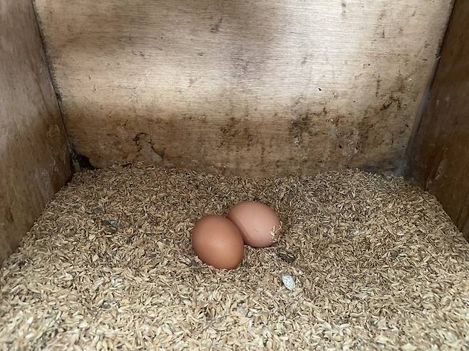 자연방사한 닭이 낳은 달걀. 껍질 색이 미묘하게 다르다. 같은 색을 보이는 일반달걀과 다르다. 전새날 기자