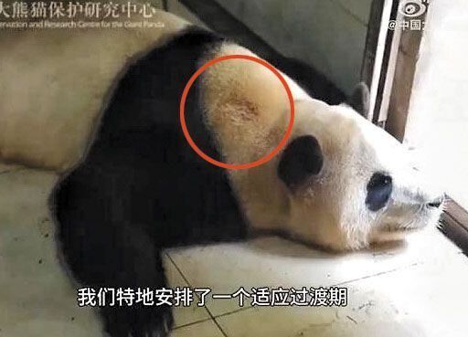 중국 당국이 지난 25일 공개한 영상 속 푸바오의 모습. 중국판다보호연구센터 웨이보 