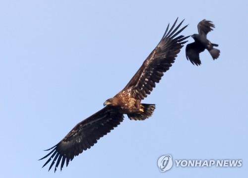 흰꼬리수리 유조 공격하는 까마귀 [연합뉴스 자료사진]