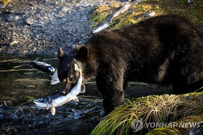 연어 사냥하는 미국 알래스카의 흑곰 [신화=연합뉴스 자료사진]