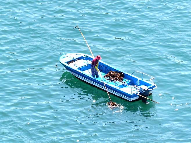 트릿대 미역 채취 모습