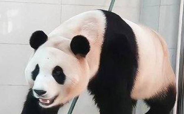 A video released by the China Panda Conservation and Research Center shows marks on Fubao\'s neck from what is believed to be a collar. Weibo capture