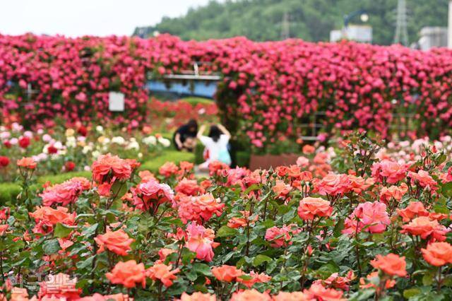 오십천변 삼척장미공원에 온갖 장미가 만발해 있다. 축제는 끝났지만 진한 향기는 여전하다.