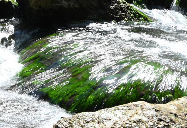 소한계곡 바위에 초록 김이 붙어 자라고 있다.