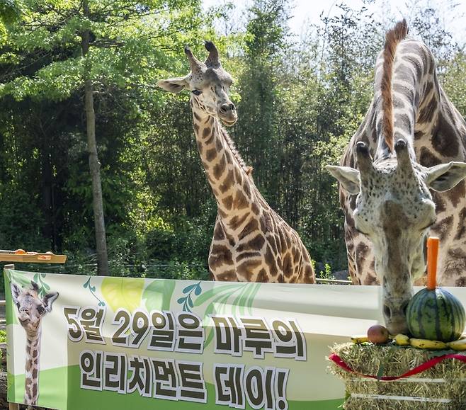 첫 생일 맞은 에버랜드 아기 기린 마루 (왼쪽). 에버랜드 제공