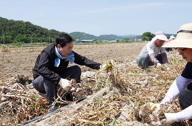 [창녕=뉴시스] 성낙인 경남 창녕군수는 29일 군 직원들과 함께 노동력 확보에 어려움을 겪는 창녕읍 회산리 한 마늘 농가를 방문해 마늘 수확을 돕고 있다. (사진=창녕군 제공) 2024.05.29. photo@newsis.com  *재판매 및 DB 금지