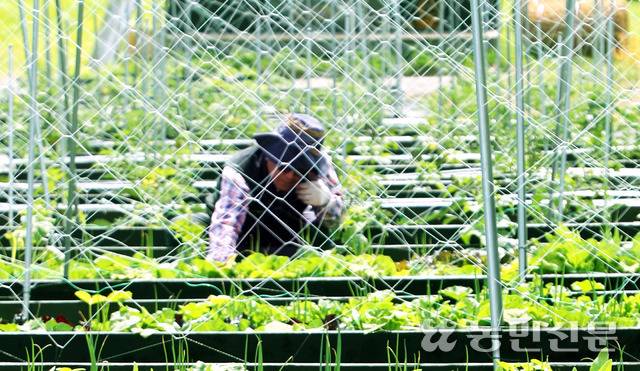 ‘뭐하농 하우스’ 앞 텃밭에선 토마토와 바질 같은 동반작물이 자란다.