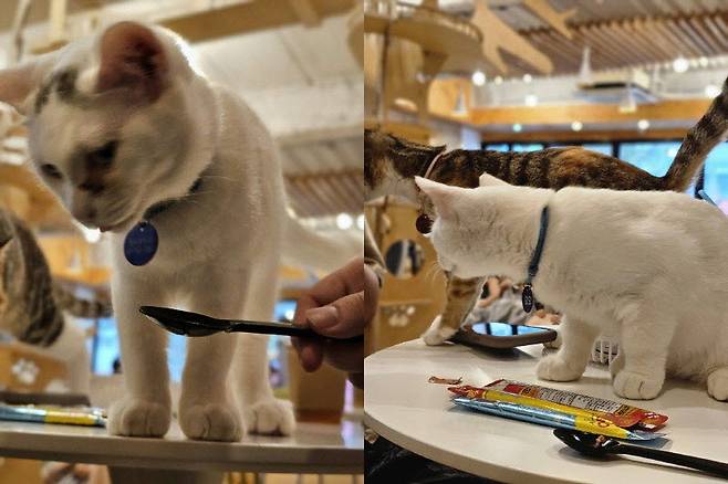 고양이가 먹이를 먹는 모습을 찍으려 했으나 촬영 순간 고개를 돌린 모습만 남았다