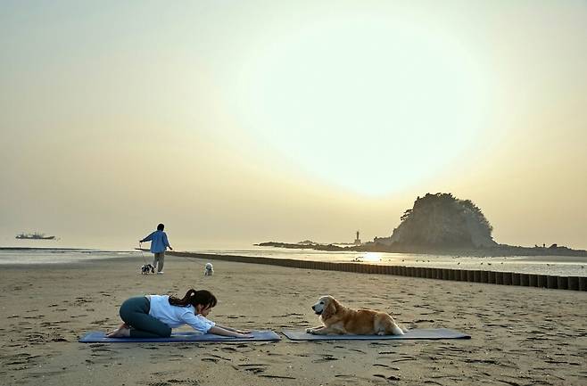 반려동물 해변운동회인 ‘2024 태안에서 놀자 댕댕한바퀴’ 행사가 6월8일 충남 태안 안면도 꽃지해수욕장에서 열린다. 태안군 제공