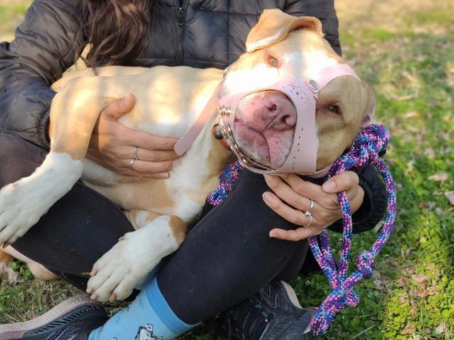 한 가정에서 사랑 받으며 지내고 있는 핏불 믹스견 '애기'. 애기 보호자 제공