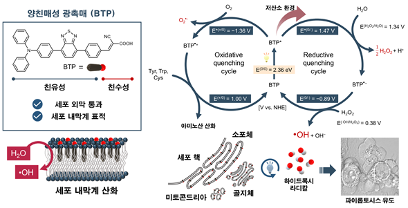 세포 내막계 산화에 의한 파이롭토시스 유도 도식. 울산과학기술원(UNIST) 제공