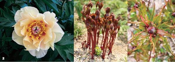 초본인 작약은 매년 땅속 뿌리로부터 새 줄기가 기운차게 자란다. 모란이나 작약의 꽃봉오리는 꿀을 분비하고, 개미들은 이 꿀을 먹기 위해 모여든다. 사진 김정명.